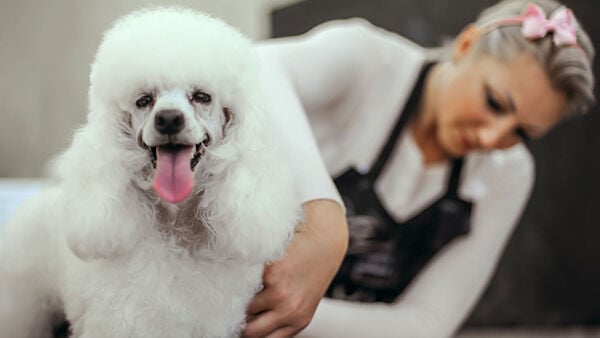 Grooming a dog in a salon